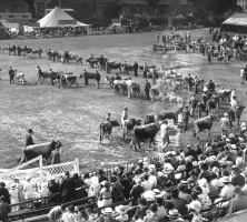 1937 cattle show