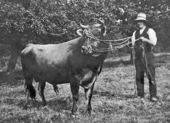 ... but it is believed to be Les Marais Farm or Les Croix in St Mary