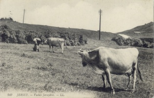Jersey cows