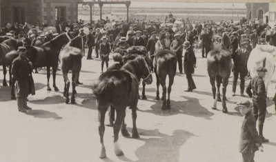 Local horses purchased by the army wait on St Helier Harbour quayside for transport overseas in August 1914.
