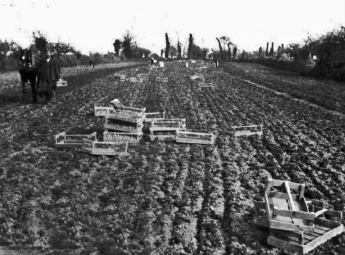 Planting potatoes photographed by Philip Morel-Laurens