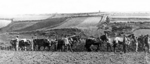 Work in a field in 1900