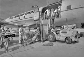 Cattle being loaded for export in 1969
