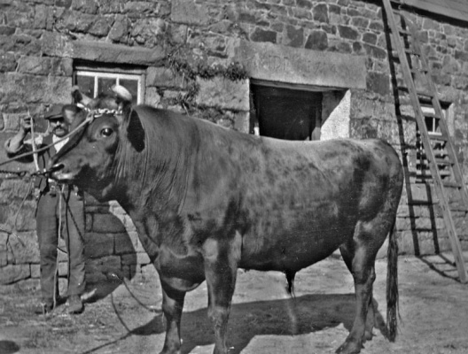 Two of these photographs are believed to show cattle merchant James George Averty ...