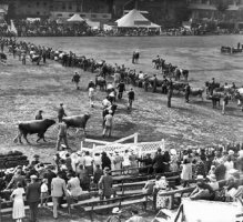 A 1937 cattle show