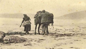 A couple with a pony collecting vraic in 1905