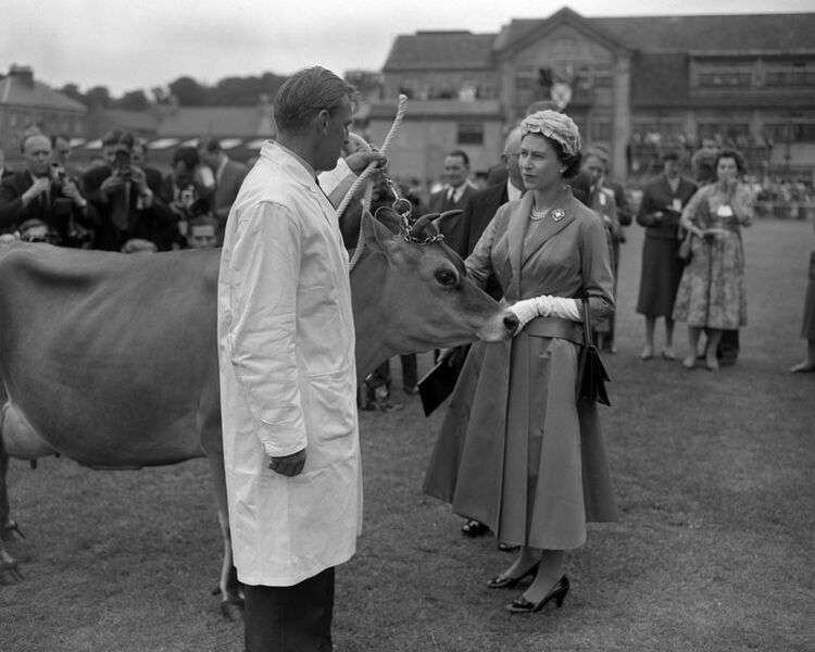 File:W22Queen1957Cow2.jpg
