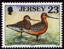 Seabirds and waders