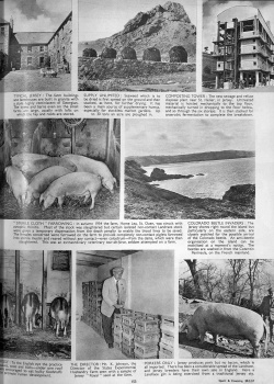 More photographs from 1957 of vraic, composting and pig farming