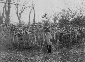 Tall-jack cabbages photographed by Albert Smith