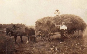 Abraham Moore collecting hay on his farm in about 1900