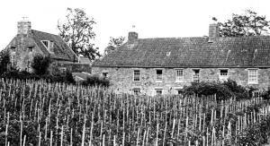 Outdoor tomatoes were once a very valuable crop