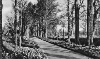 The avenue leading to the manor