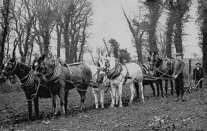 A team of horses pull a plough