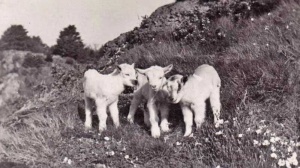 Triplets at Rozel in 1930
