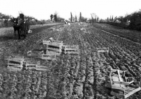 Potato planting with a horse