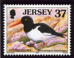 Seabirds and waders