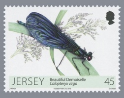 Dragonflies and Damselflies