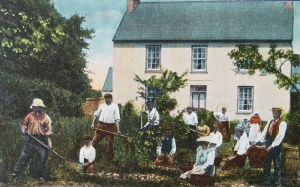Potato diggers in 1905