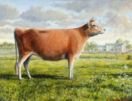 Jersey cow, 1987; John C Spence