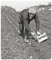 Planting in 1937