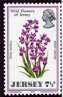 Jersey wildflowers