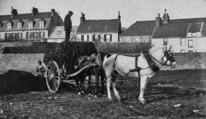 Vraic cart at St Clement