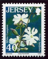 Wildflower definitives