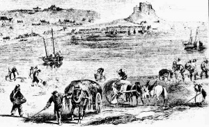 Collecting vraic at Gorey in 1860