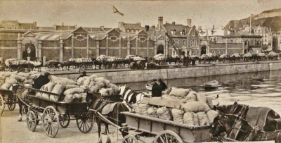 Potatoes for export, destined to feed the Army
