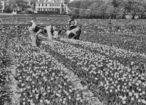 Picking tulips at Millbrook