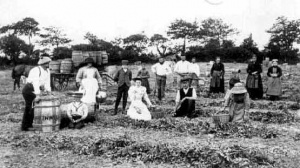 Breton farm workers were the mainstay of Jersey's farming industry for many decades