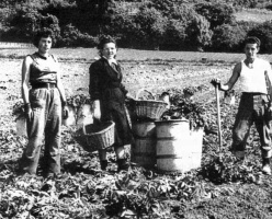 French farmworkers in the 1950s