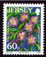 Wildflower definitives