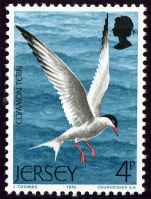 Seabirds