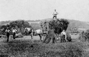 Haymaking in Grouville