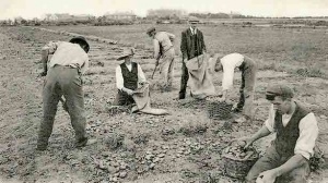 Digging potatoes the traditional way