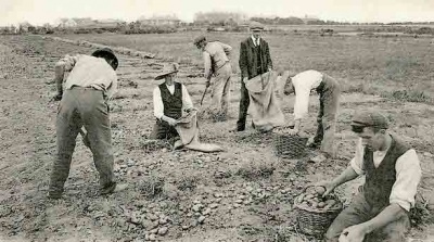 Digging potatoes the traditional way