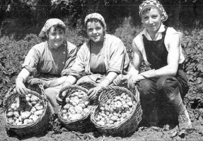 Breton girls lifting potatoes in 1935