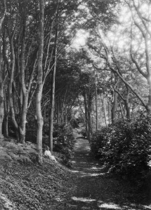 May de Gruchy, sitting in the beechwood, 1930