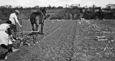 Planting at St Saviour in the 1950s