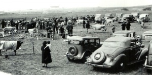 St Brelade cattle show at Les Quennevais in 1939
