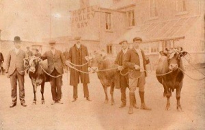 A line-up of cattle outside the hotel