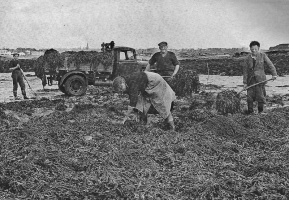 near Elizabeth Castle in 1958