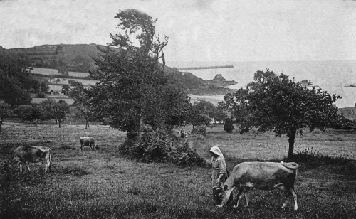 Cattle at Anne Port