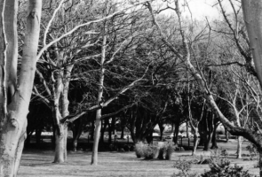... but by the 1950s it was in deep shade at the centre of a copse of mature trees