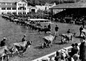 Springfield cattle show in 1931
