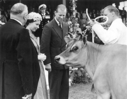 A gift of a cow for the Royal Herd