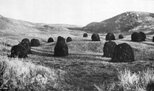 Vraic drying on the sand dunes in St Ouen's Bay in 1962