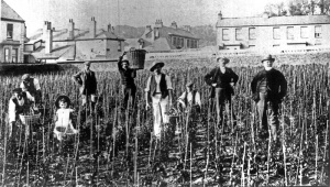 Tomatoes growing at Pied du Cotil near First Tower